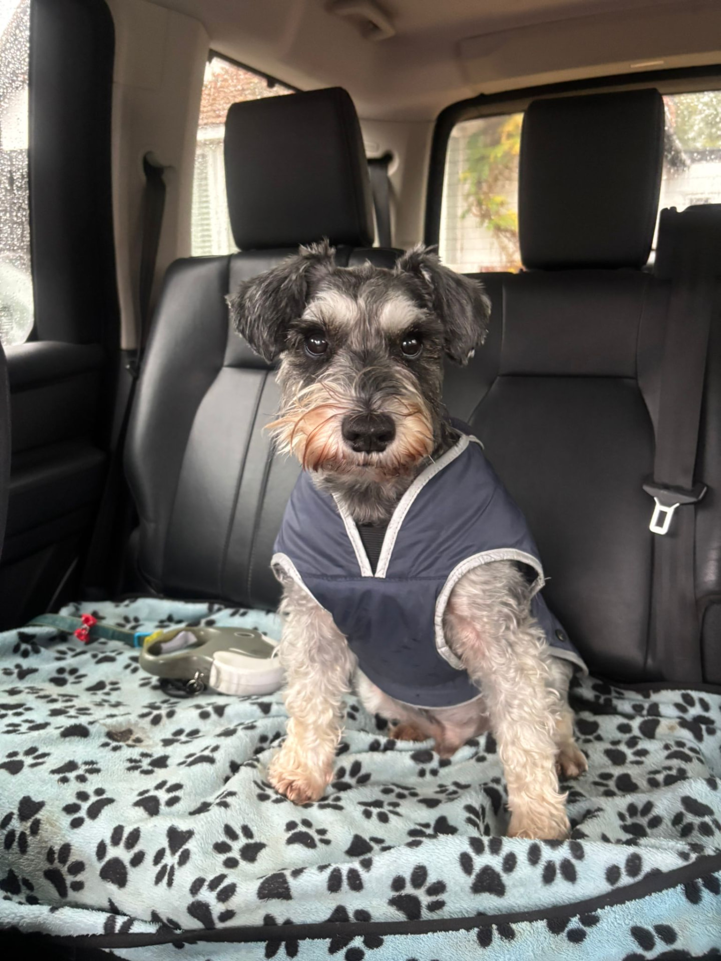 Milo, Daisy's miniature schnauzer, in his blue jacket ready for a walk