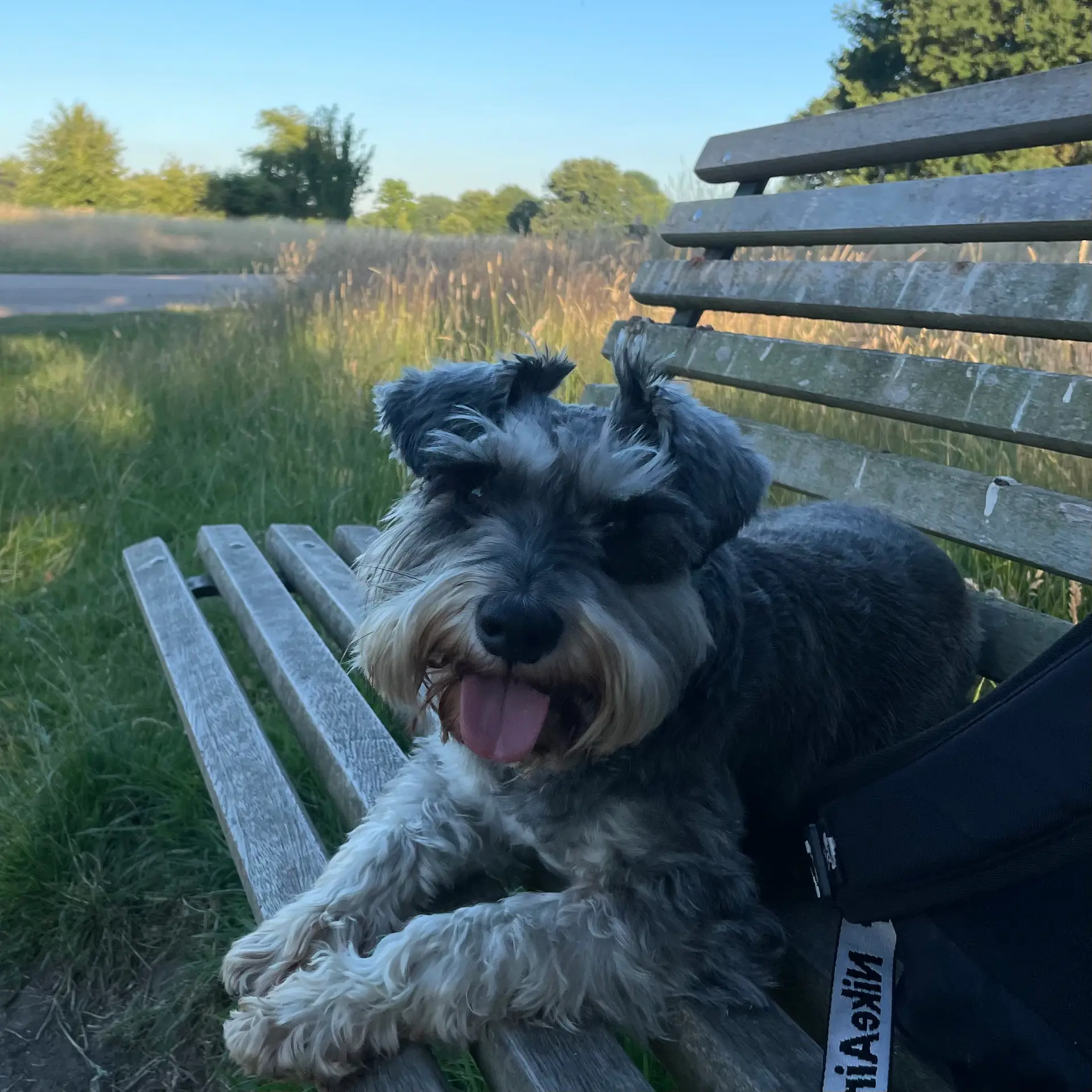 Milo, a miniature schnauzer, sitting in Bushy Park at sunset after a walk