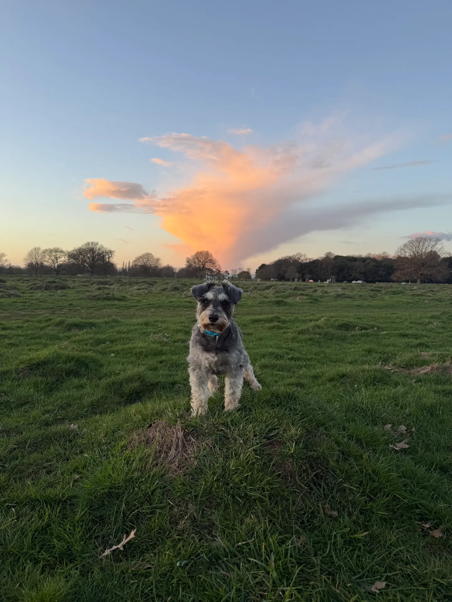 Milo, a miniature schnauzer, standing in the grass in Bushy Park at sunset